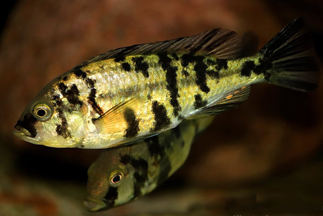 Ptyochromis fischeri, Jinja