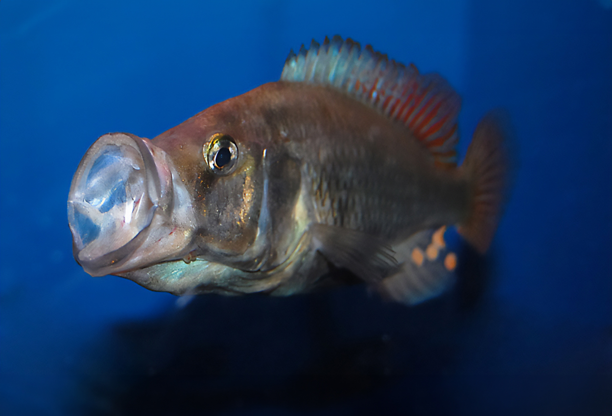 Storkäftad Ugandaciklid, Uganda largemouth