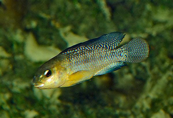 Vanlig natrontilapia 
