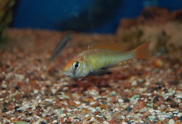 Pyrrhocephalus, ildhodeciklide