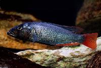 <i>Haplochromis</i> sp. 'bisina dentex'