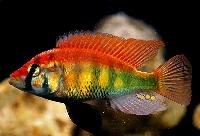 <i>Haplochromis</i> sp. 'rainbow'