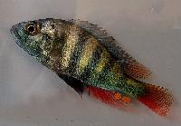 <i>Astatotilapia</i> sp. 'bisina'