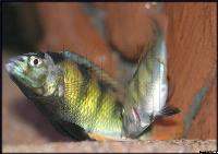 <i>Astatotilapia latifasciata</i>