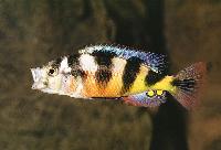 <i>Astatotilapia latifasciata</i>