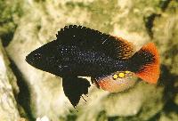 <i>Astatotilapia nubila</i>