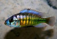 <i>Lipochromis melanopterus</i>