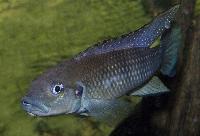 Werners lamprologus