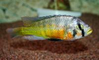 <i>Haplochromis sauvagei</i>