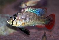 <i>Haplochromis</i> sp. 'paradise'