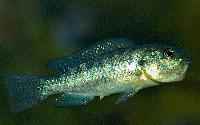 <i>Oreochromis alcalicus</i>