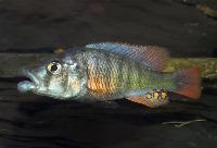 <i>Haplochromis chilotes</i>