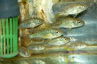 <i>Astatotilapia tweddlei</i>