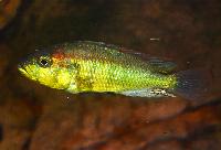 <i>Astatotilapia aeneocolor</i>