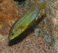 <i>Astatoreochromis alluaudi</i>