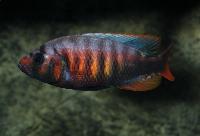 Crimson tide-haplochromis