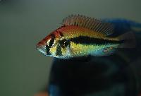 <i>Haplochromis</i> sp. 'broken bar'