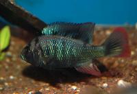 <i>Haplochromis</i> sp. 'migori river'