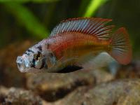 <i>Haplochromis</i> sp. 'red back scraper'