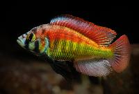 <i>Haplochromis</i> sp. 'red back scraper'