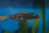 Blue tipped haplochromis