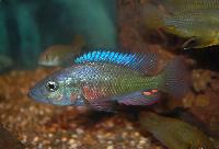 <i>Harpagochromis</i> sp. 'orange rock hunter'