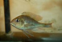 <i>Labrochromis ishmaeli</i>