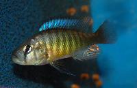 <i>Lipochromis melanopterus</i>, Makobe Island