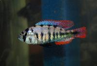 <i>Neochromis nigricans</i>