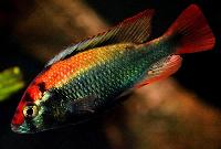 <i>Haplochromis</i> sp. 'ruby green'