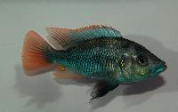 <i>Paralabidochromis chilotes</i>, Ruti Island