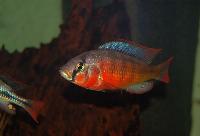 <i>Paralabidochromis rockkribensis</i>, Makobe Island