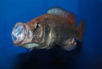 Storkäftad Ugandaciklid, Uganda largemouth