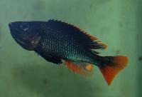 <i>Haplochromis piceatus</i>