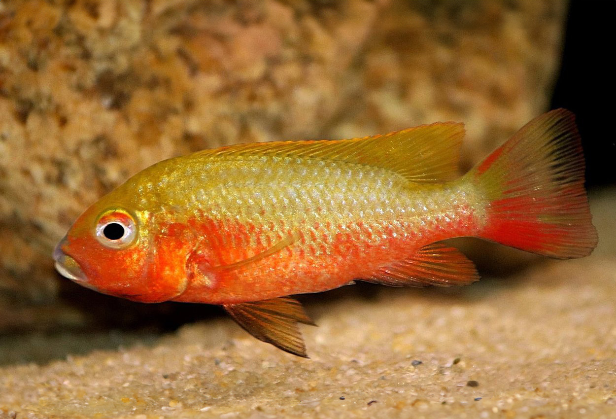 Foto på fisken Coptodon gutturosus