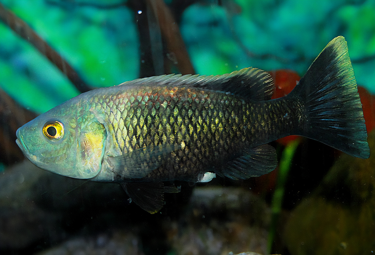 Foto på fisken Myaka myaka