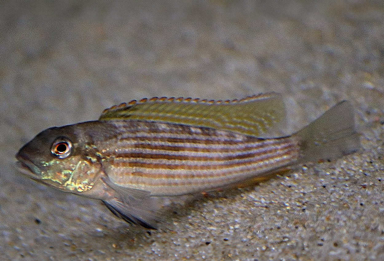 Randig neochromis