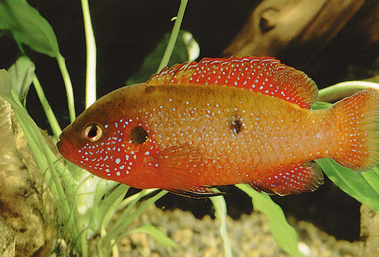 Foto på fisken Rubricatochromis lifalili