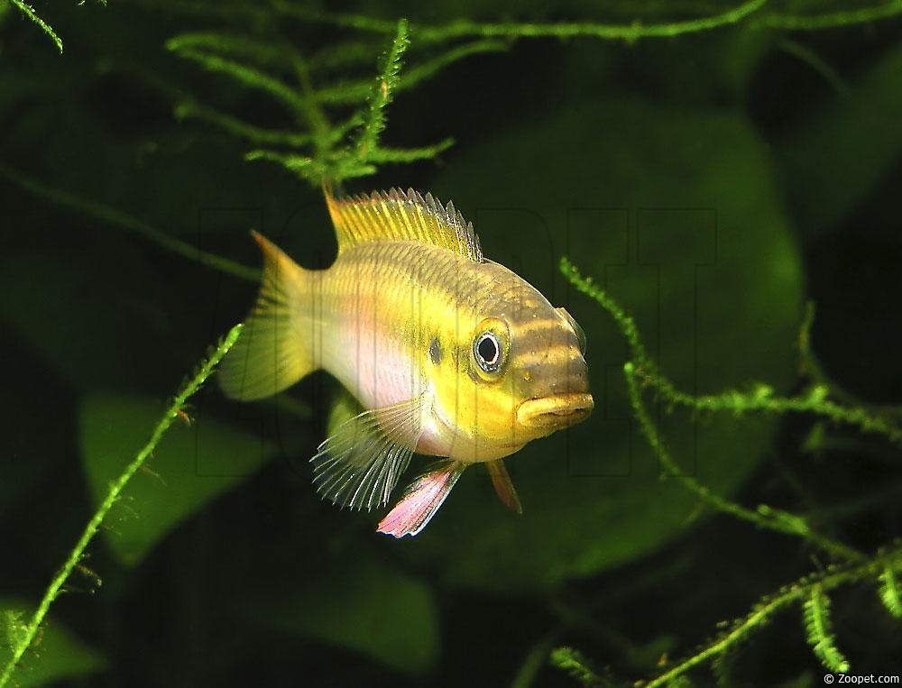 Pelvicachromis taeniatus "Kienke", hona
