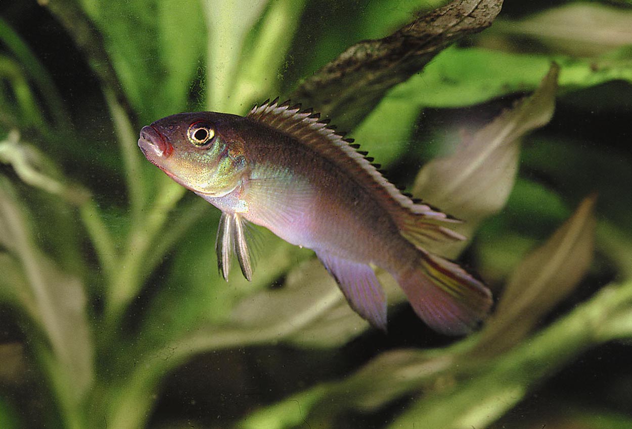 Foto på fisken Nanochromis nudiceps