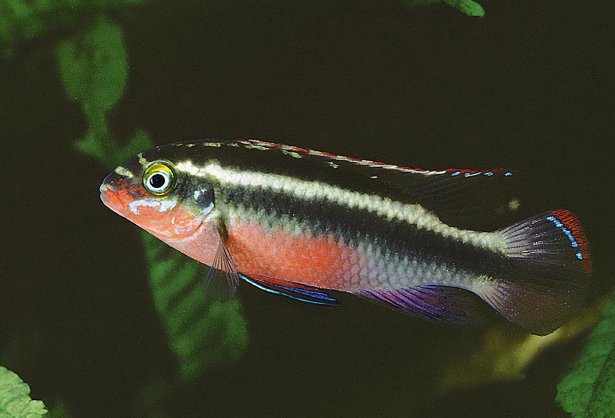 Foto på fisken Pelvicachromis pulcher