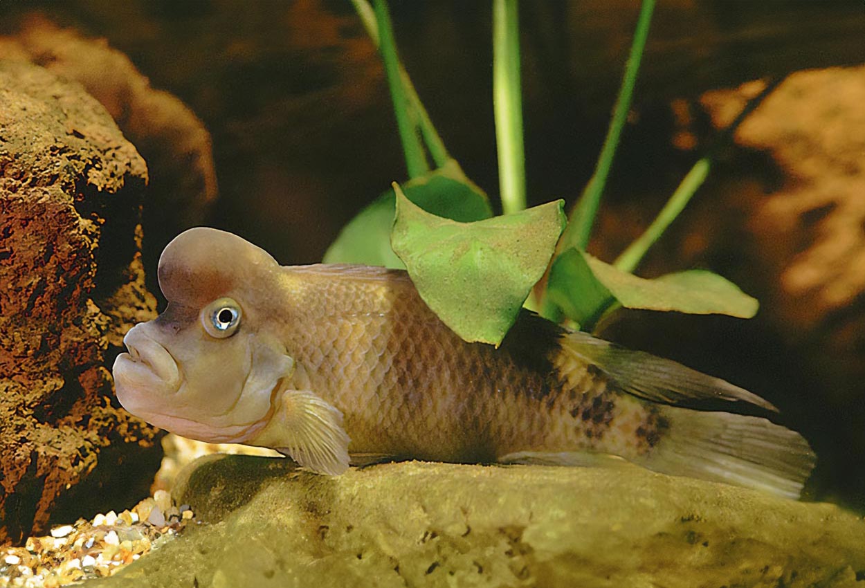 Foto på fisken Steatocranus casuarius