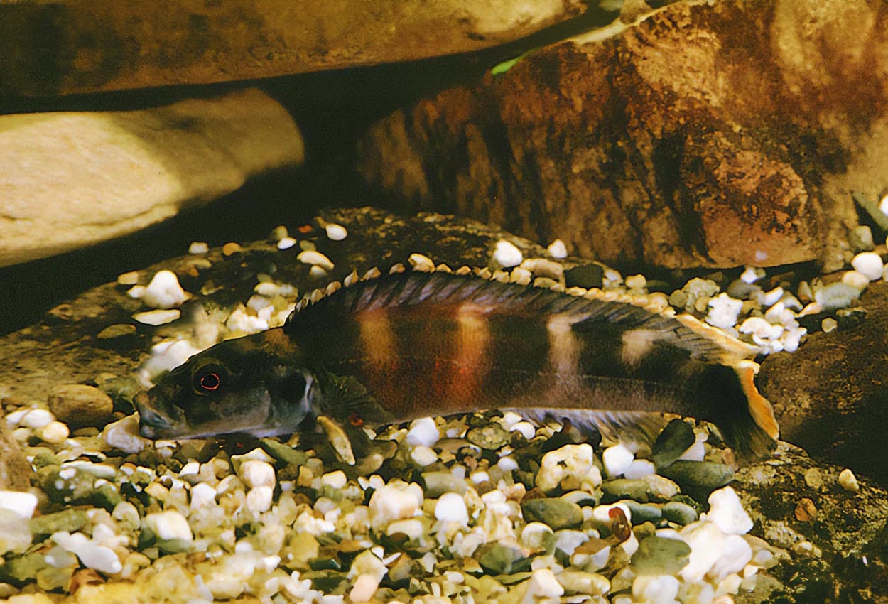 Foto på fisken Teleogramma brichardi