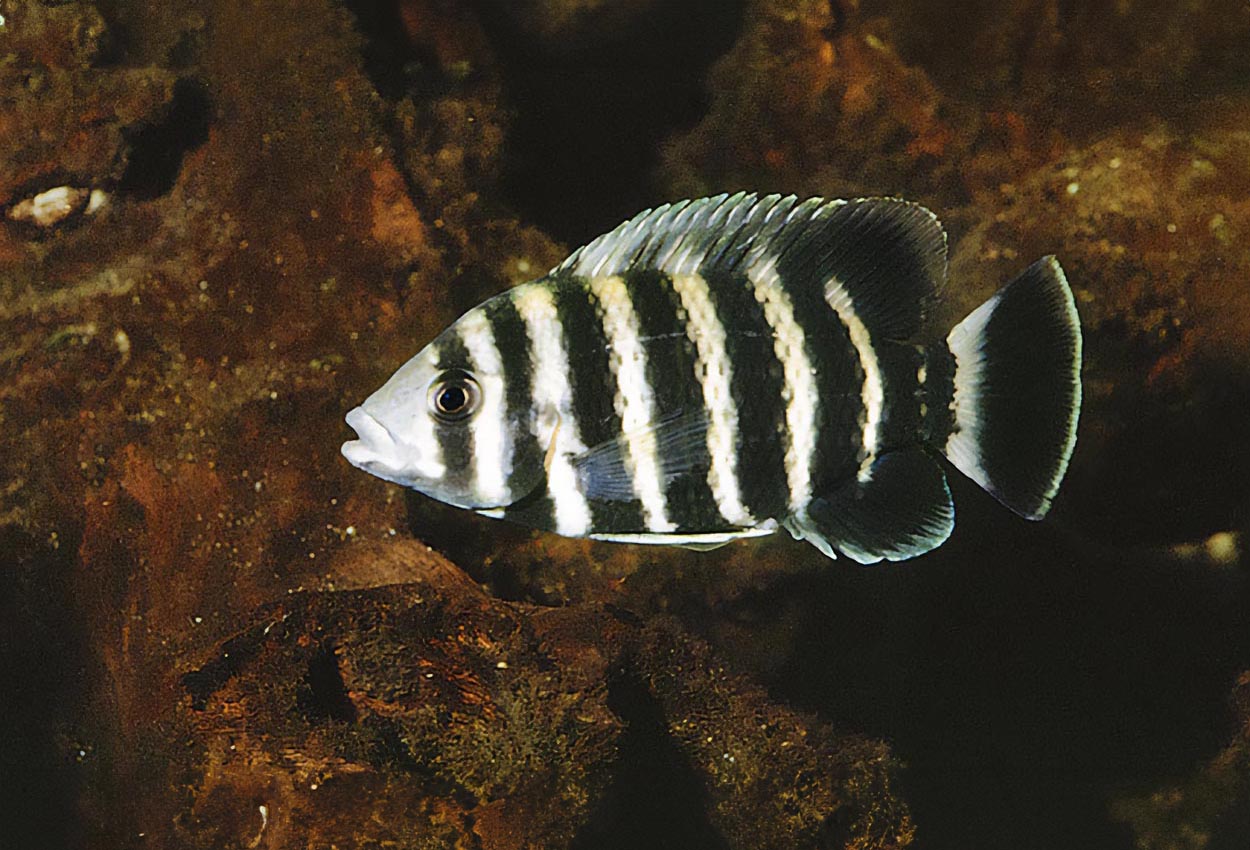 Zebra tilapia