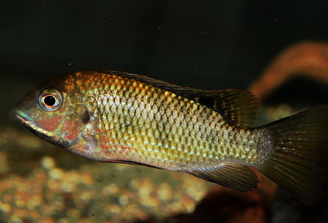 Sanagatilapia 