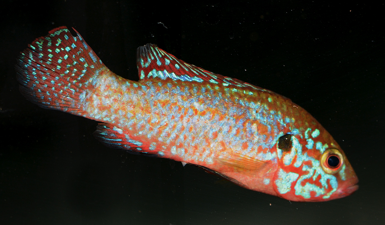 Hemichromis sp. 'neon'