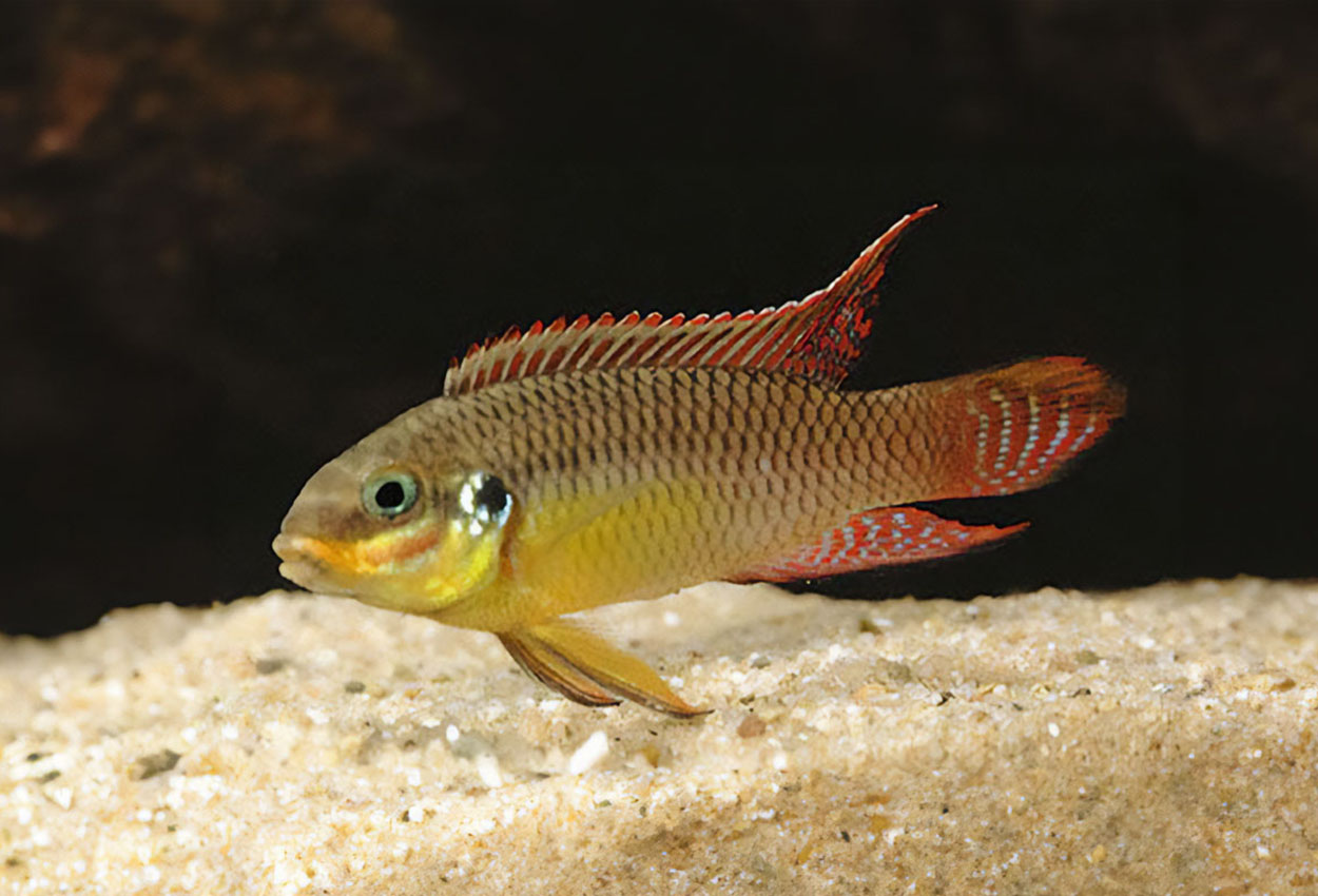 Foto på fisken Pelvicachromis taeniatus 