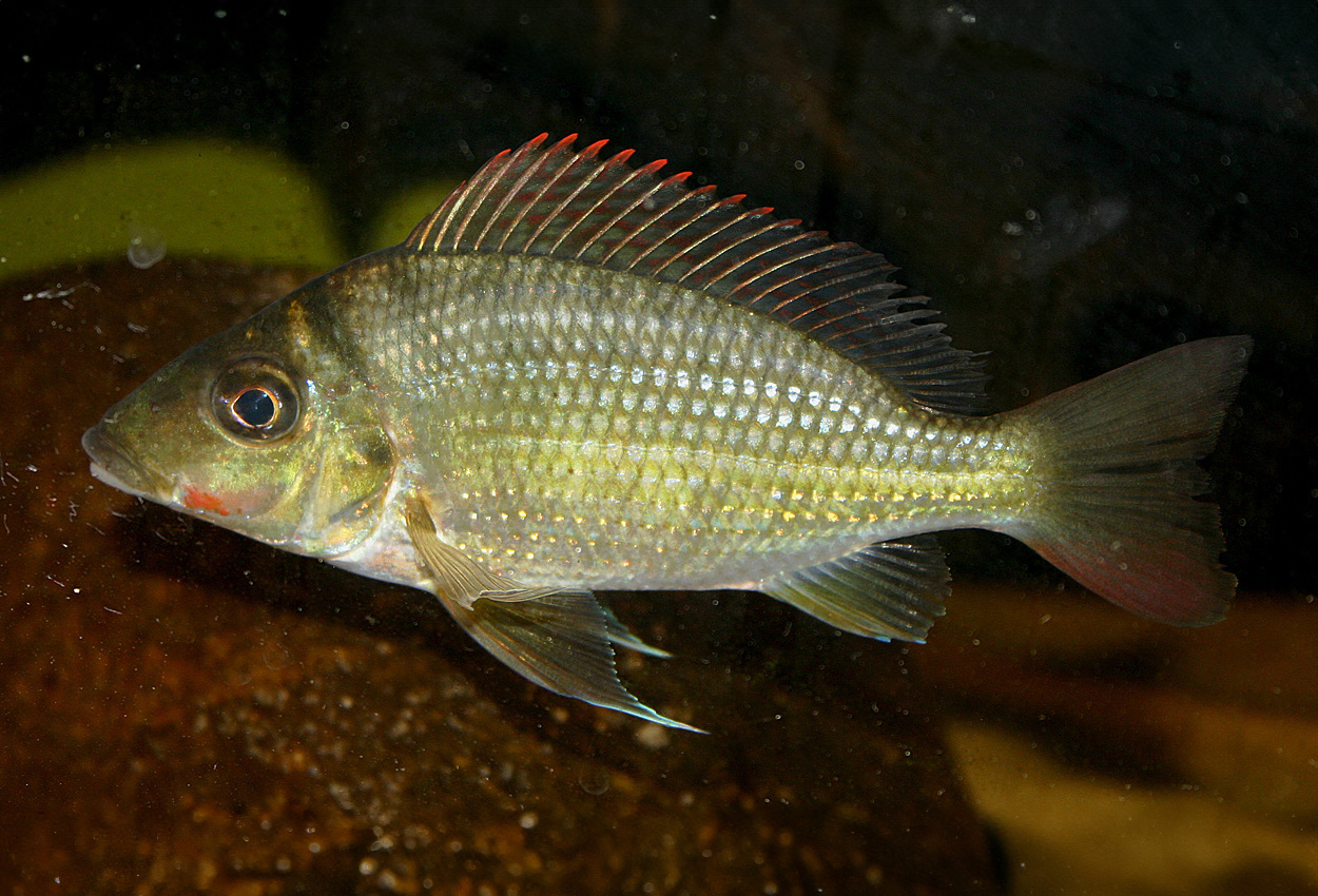 Kongo tylochromis