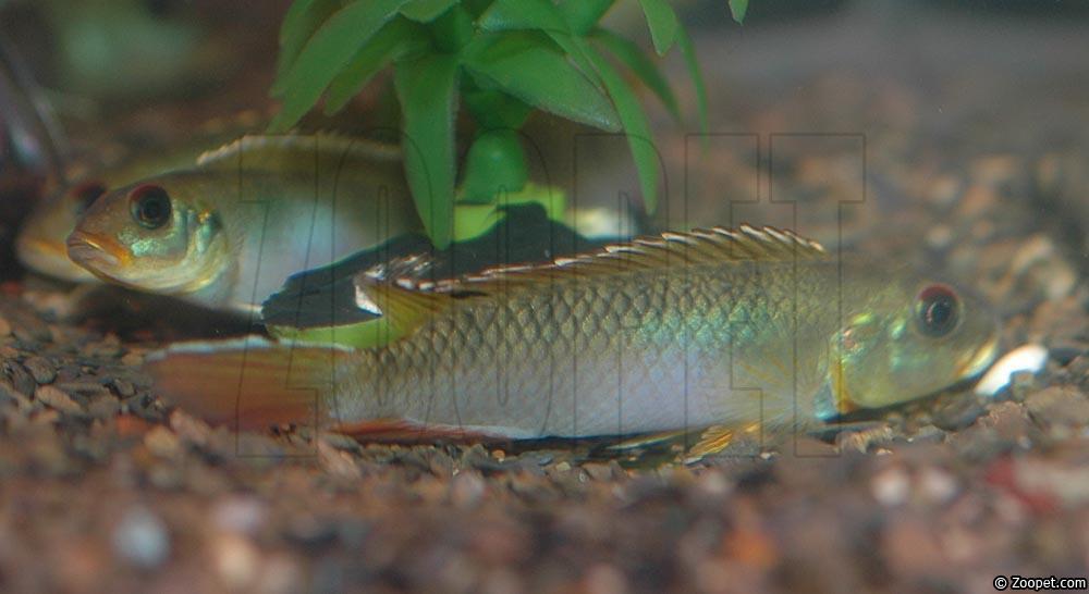 Nanochromis sp. "kassei"