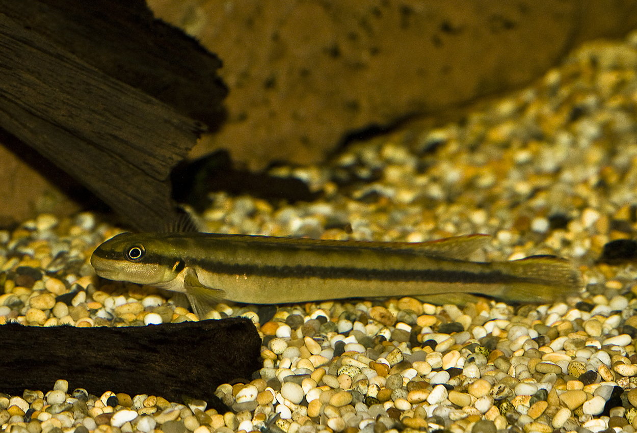 Ethelwynns goby